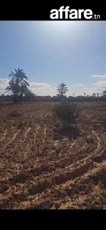 Vente terrain djerba 4000m² avec titre bleu 