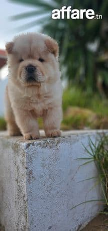 Chow chow 