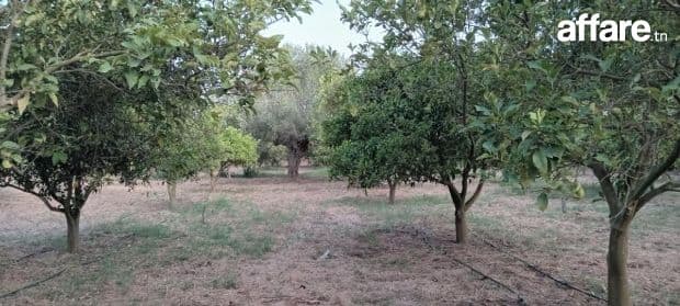 Verger oliviers et agrumes à vendre