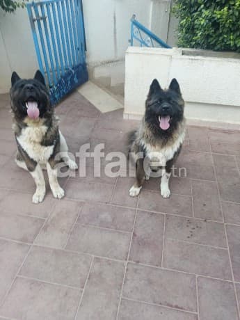 Couple akita 2000 dinars
