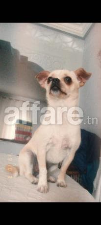 chihuahua femelle 