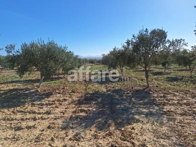 VENTE RECOLTE D OLIVES SUR PIED