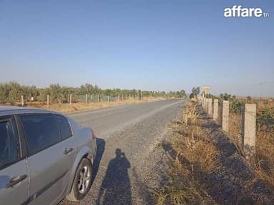 Terrain 570 oliviers  et 440 amandiers 