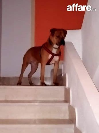 Chien boxer