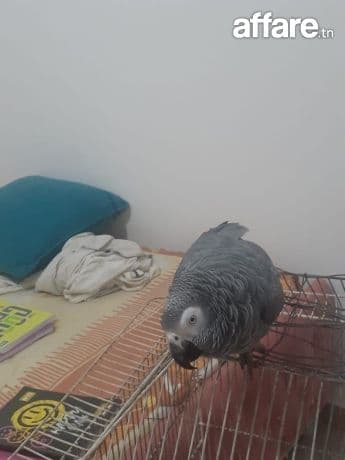 Perroquet gabonais 