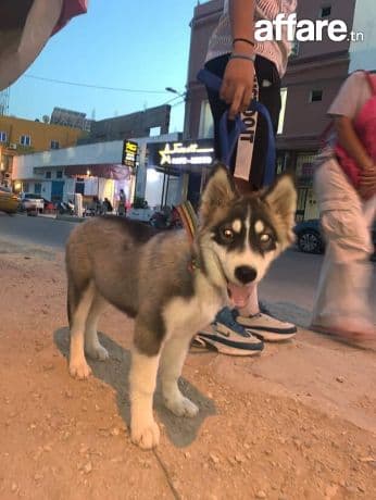 Chien à vendre ❤️