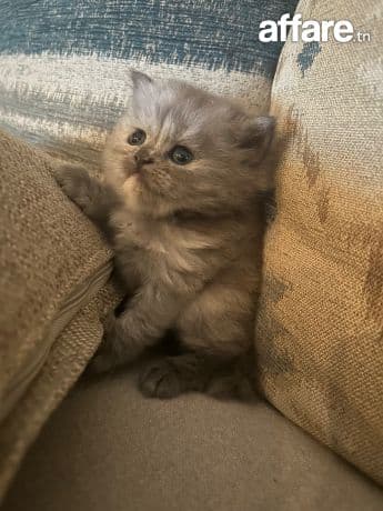 chatons persan race pure à vendre