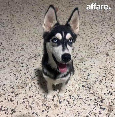 Chien femelle husky race pure 