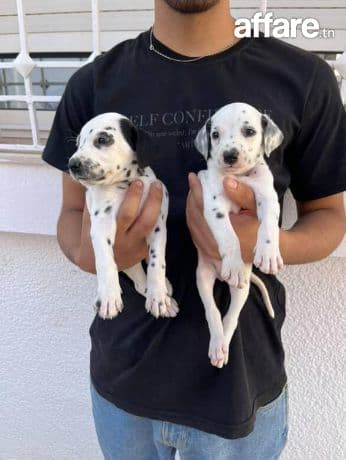Chiot dalmatien race pure
