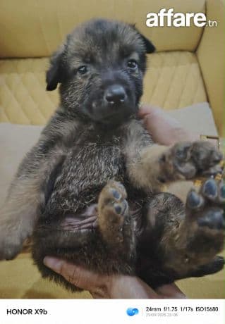 Des chien malinois race pure age de un mois et deux jour 