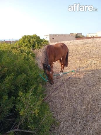 Cheval 