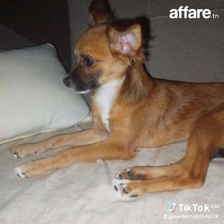 Chiwawa pinscher mâle âge 6 Moi à vendre 