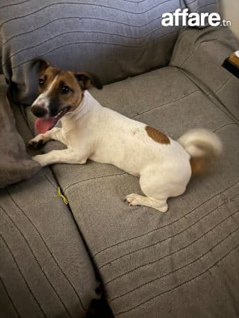 Une femelle jack russel