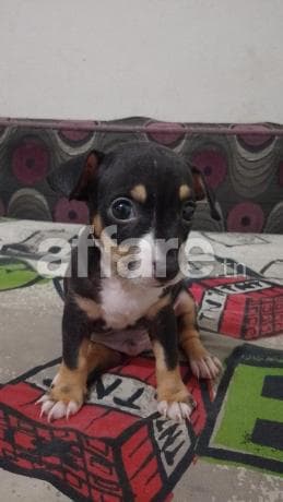 Chiot chihuahua
