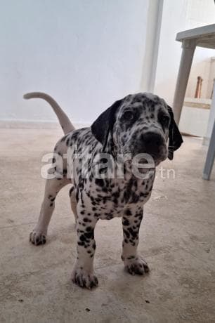 Dalmatian