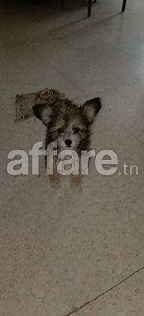 Chienne