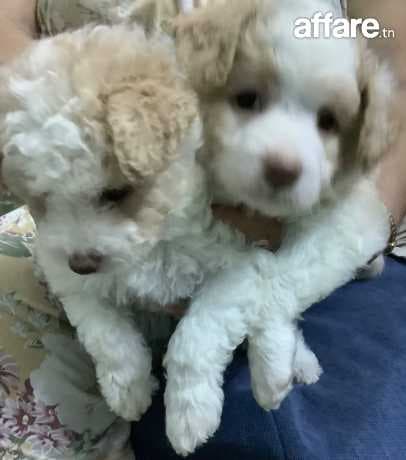 2 caniches bichon maltais femelles 