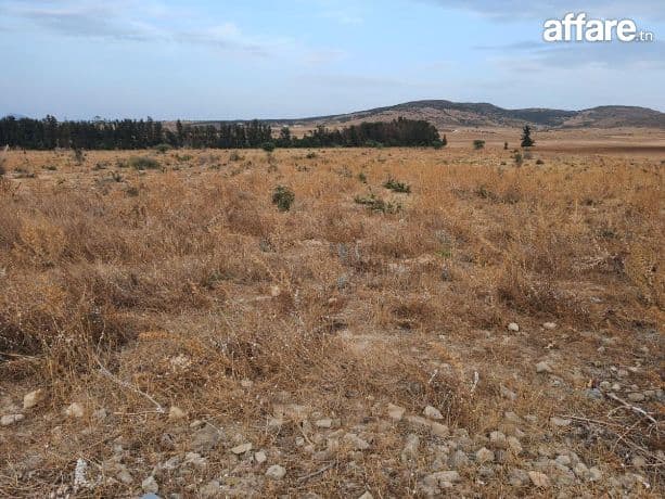 À vendre : terrain agricole de 2 hectares avec façade de 100