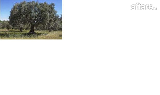 1200 L d'huile d'olive a vendre /  للبيع 1200 لتر زيت زيتون