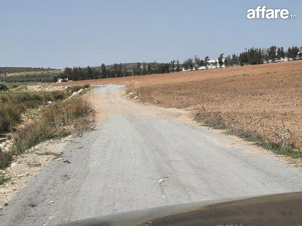 CEUILLETTES  DES  OLIVES