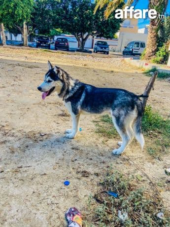 🐾 Husky à vendre 🐾