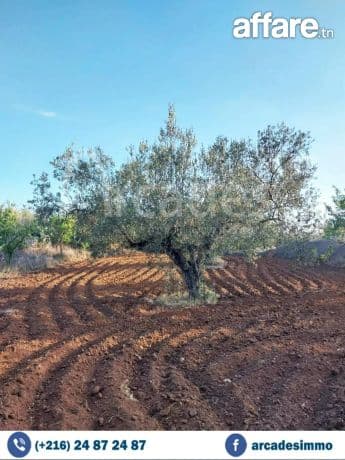 أرض فلاحية للبيع🔥 :