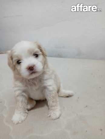 Caniche a vendre