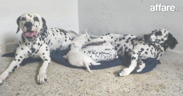 Chiots Dalmatian 