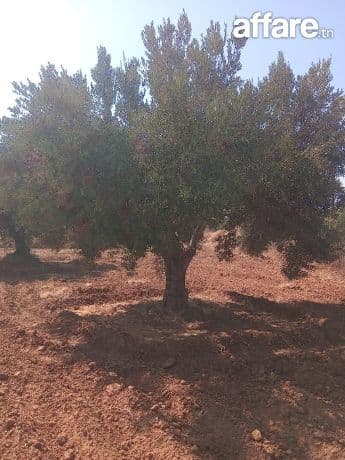 📍Enfidha–Terrain Agricole 1,6ha avec Studio & Sondage