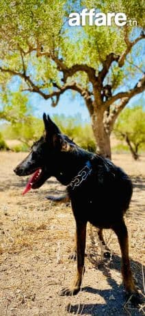 Berger malinois 