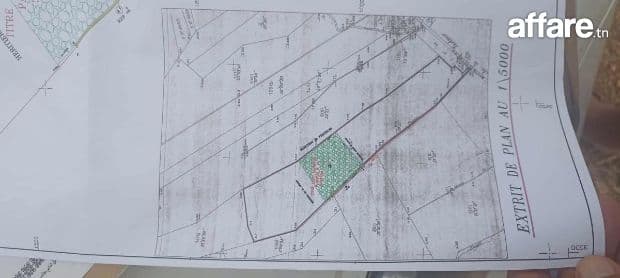 Ferme de 6h5 1 400 oliviers chemlali de trois ans