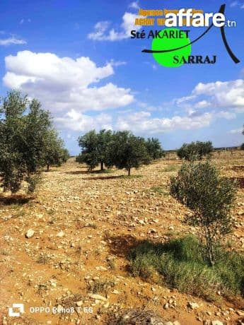 Senia Clôturé [#8 Hectares Et 6000m²]#Kalaa Kebira El Kraria