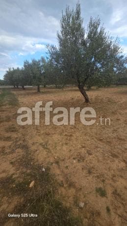 Terrain a vendre 1000 m² a foukaia sur la route principal