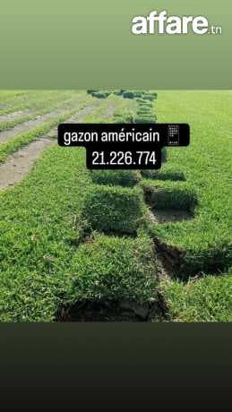 Décoration jardin et posé gazon naturelle américain kikuyu p