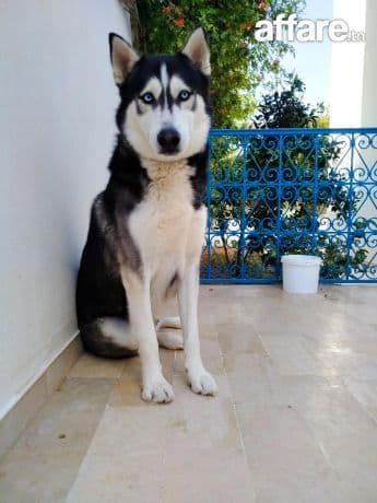 chien husky sibérien avec son carnet