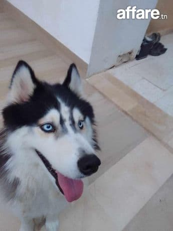 Husky/ femelle avec son carnet 