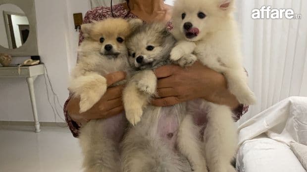 Chiots Spitz 