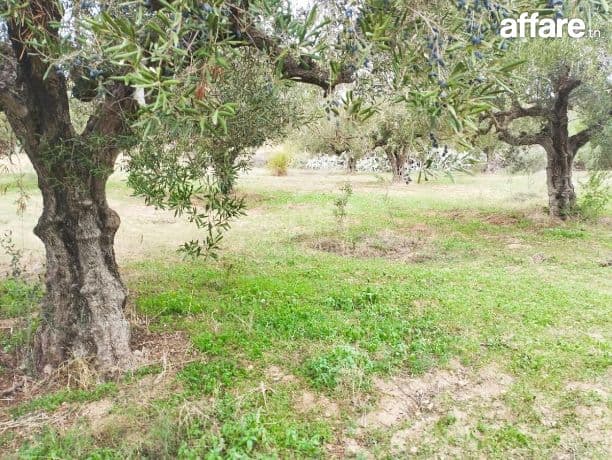 Terrain de 850 m² à vendre à Hammamet Sud 51355351