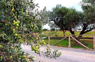 📍 CEBELAT BEN AMMAR :  TERRAIN A VENDRE 