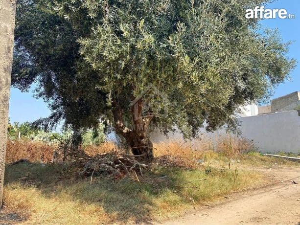 Lot de terrain de 250 m² à Hammamet à vendre 51355351
