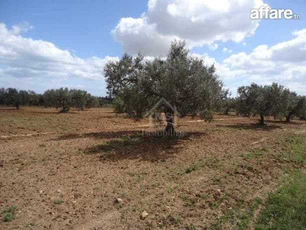 Terrain clôtuiré de 2400 m² à Béni Khiar à vendre 51355351