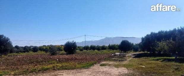 Ferme 11 hectares a vendre à Sbiba 
