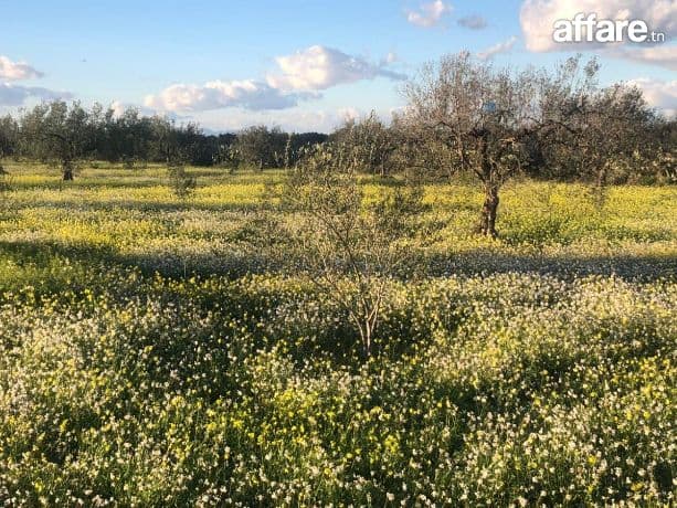 💚Terrain Agricole + Maison S2 En Vente | Sidi Bou Ali