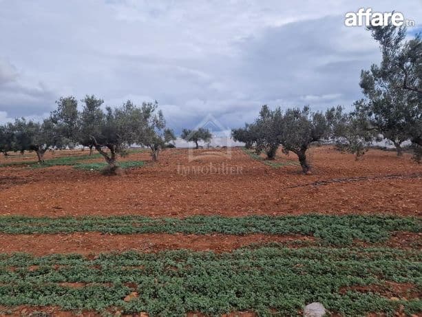 Terrain vue de mer de 2000 m² à Daroufa à vendre 51355351