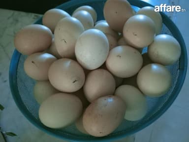 œuf bio tunisiens
