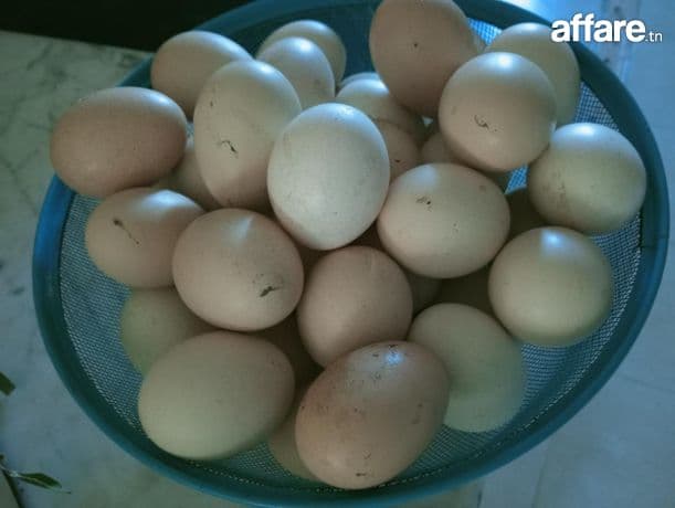 œuf bio tunisiens