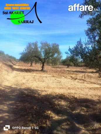 #A VENDRE #Senia #Clôturé [#3300m²]#Kalaa Sghira #Oued Laya