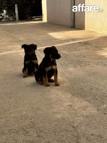 trois femelles Berger Allemand à vendre