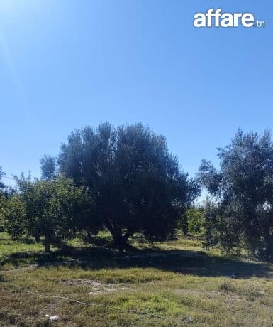 Ferme 11 hectares a vendre à Sbiba 
