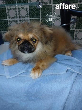 adorable  chiot femelle Pékinois